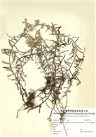 藏品(玉山抱莖籟蕭)的圖片